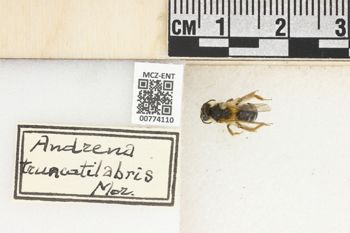Media type: image;   Entomology 774110 Aspect: Labels